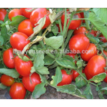 Т01 Мэри детерминантный вырастают продолговатой формы высокой урожайности семена томатов из Китая